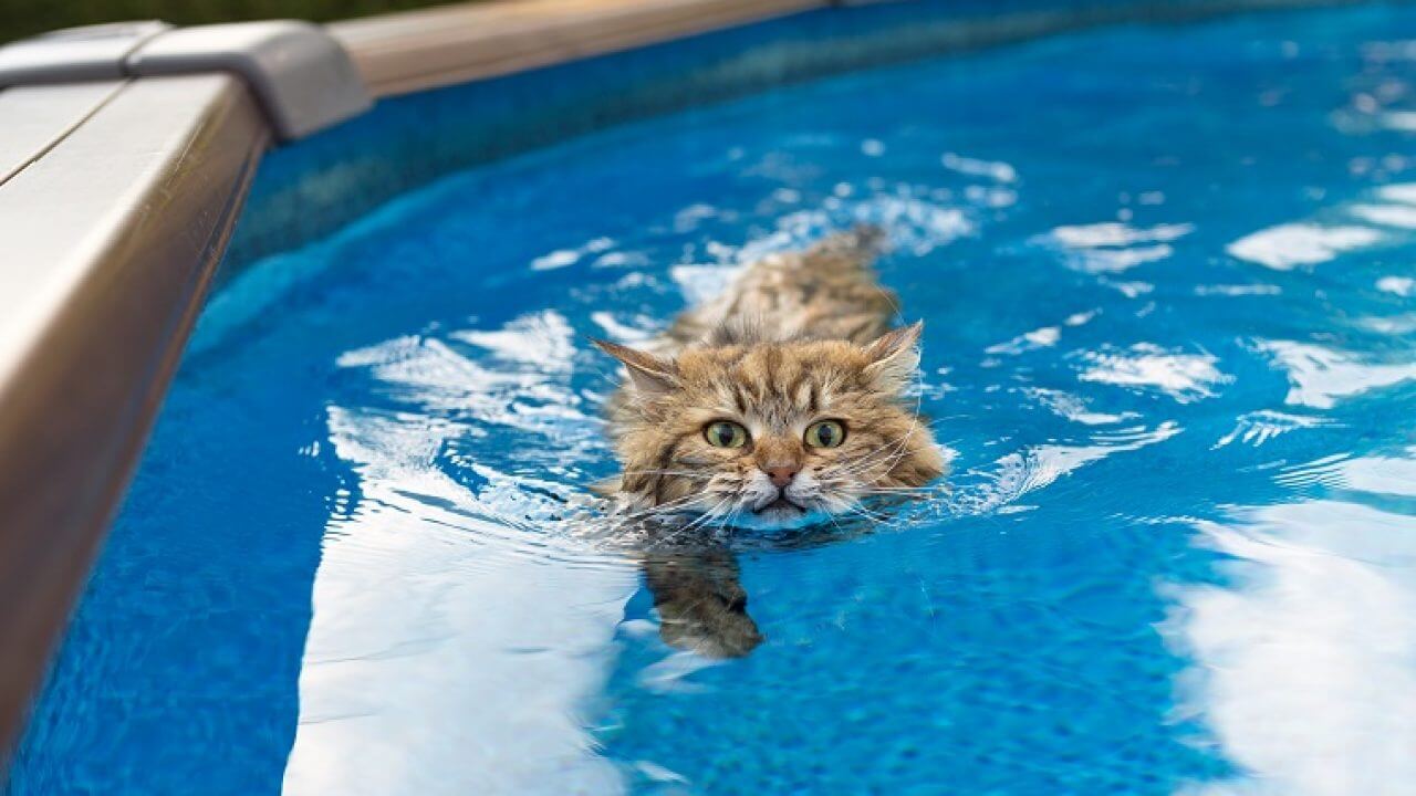 gambar kucing maine coon berenang