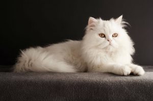 Pentingnya Memahami Panduan Makanan Kucing Persia