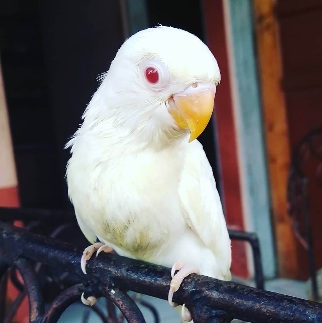 Harga Burung Lovebird Albino