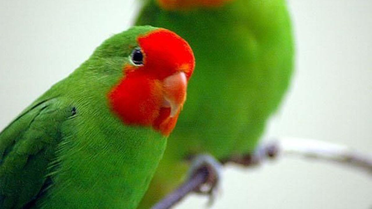 Gambar Lovebird Muka Merah