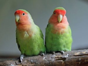Jenis Lovebird yang Indah dan Cantik, Dicari Para Pecinta Burung