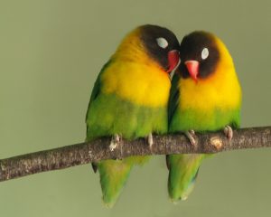 Ciri-ciri Lovebird Jantan dan Betina yang Wajib Diketahui Burung Mania