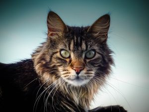 Mengenal Kucing Maine Coon, Kucing Rumahan Berbadan Raksasa
