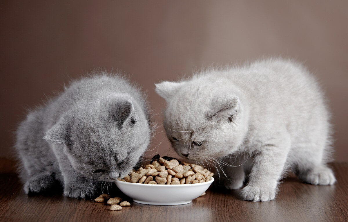 makanan sehat untuk anak kucing anggora