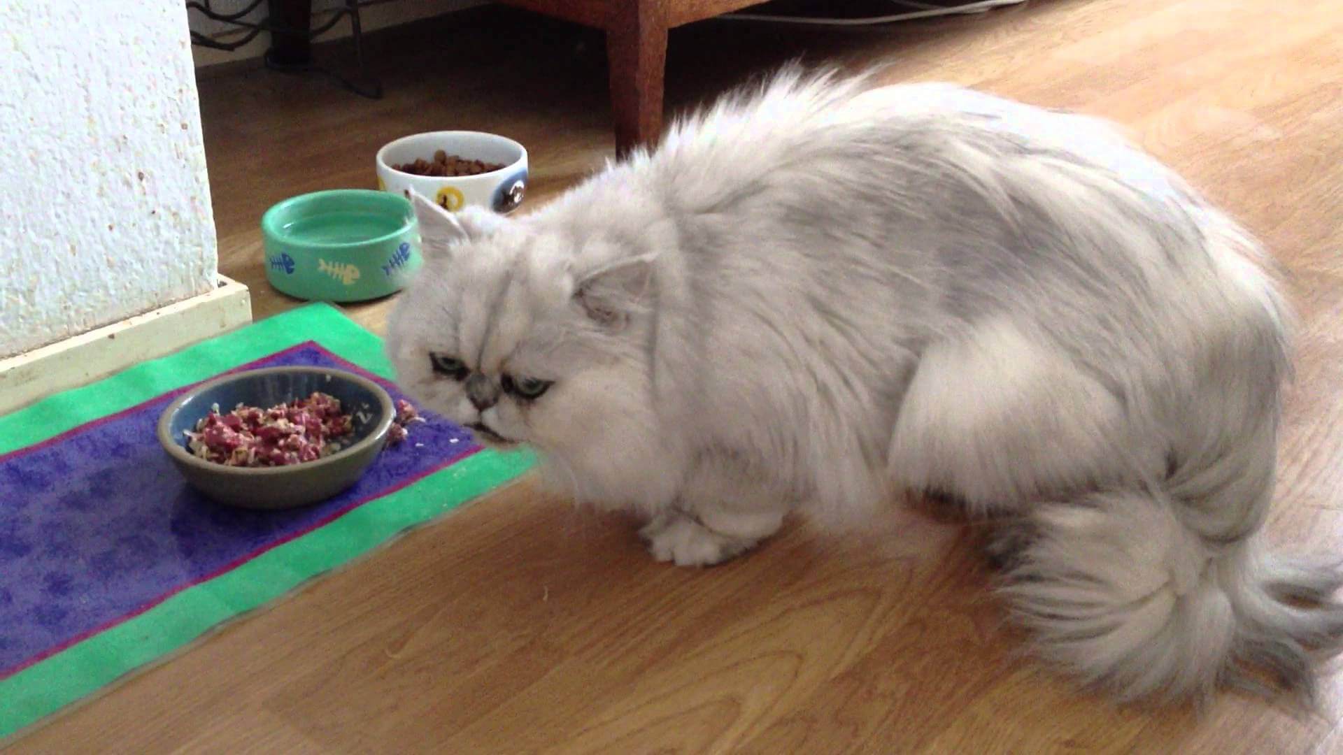 cara memberi makanan kucing persia