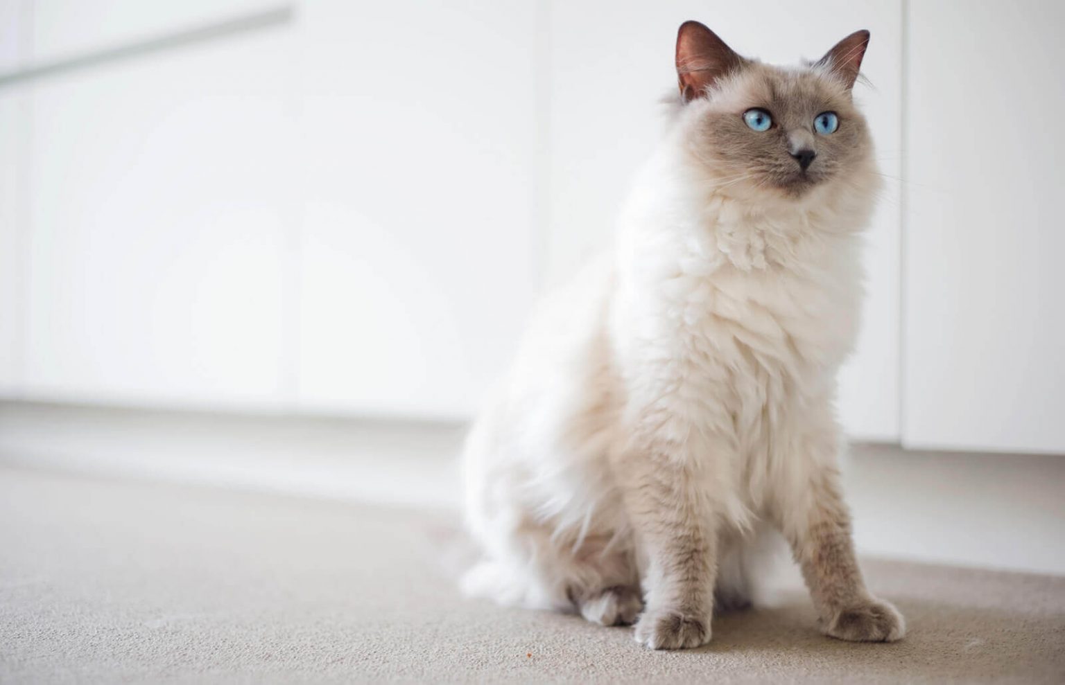 √ Kucing Ragdoll: Sejarah, Cara Merawat dan Karakteristik
