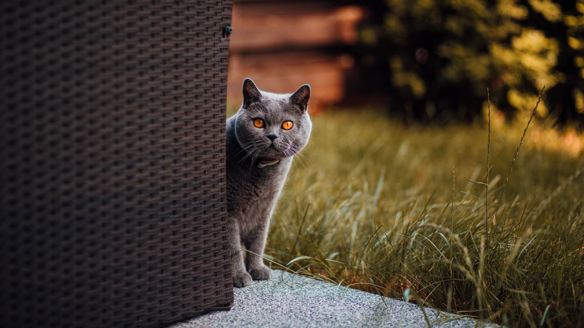 gambar kucing british shorthair