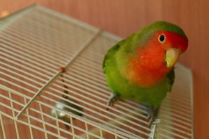 Daftar Harga Burung Labet Terbaru