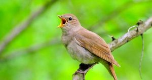 Mengetahui Harga Burung Sikatan Londo di Indonesia