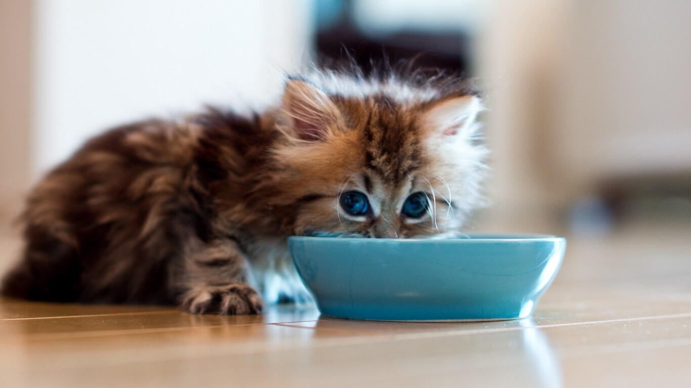 makanan anak kucing cepat gemuk