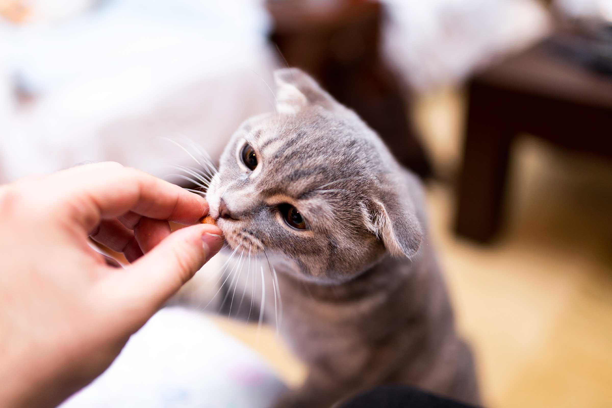 cara atasi kucing demam