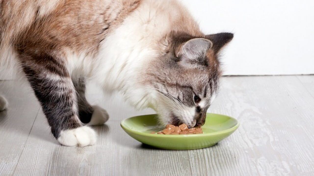 foto makanan kucing anggora