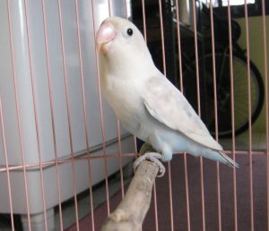 Harga Lovebird Pastel Putih Beserta Karakteristik dan Keistimewaanya
