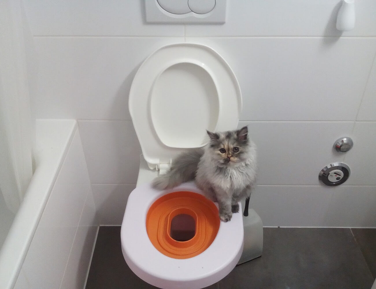 Cara Melatih Kucing Buang Air di Toilet Secara Efektif
