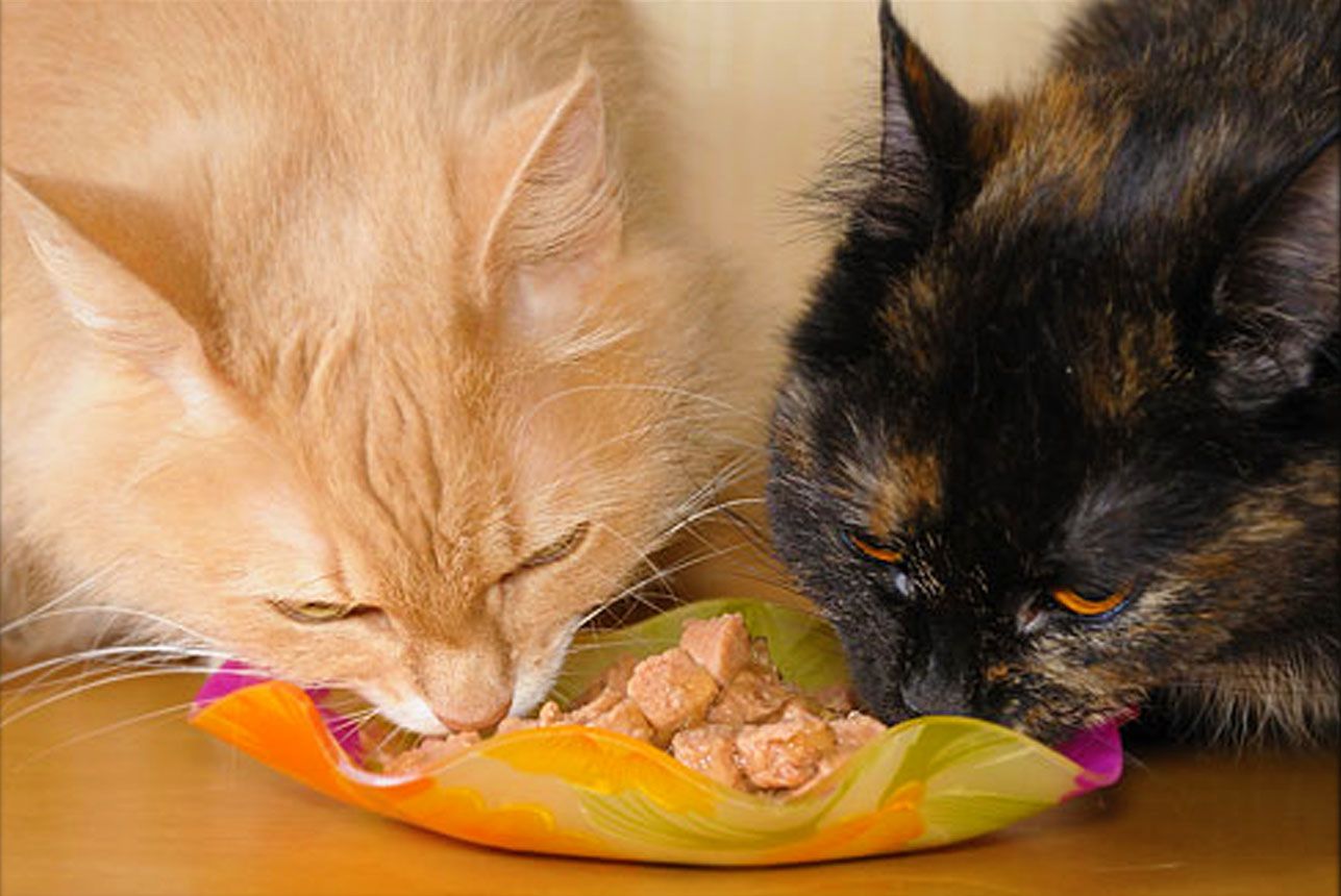cara membuat makanan kucing anggora yang alami