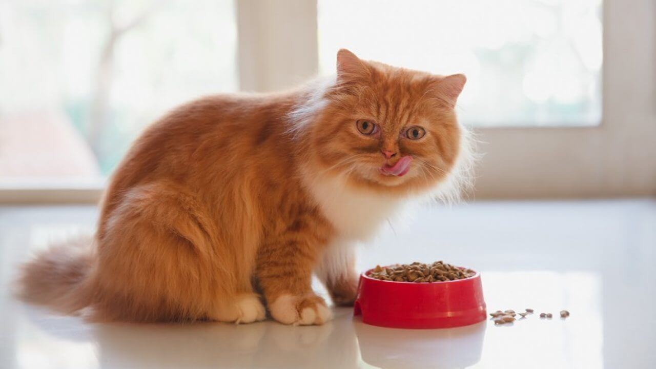 makanan kucing persia atau anggora