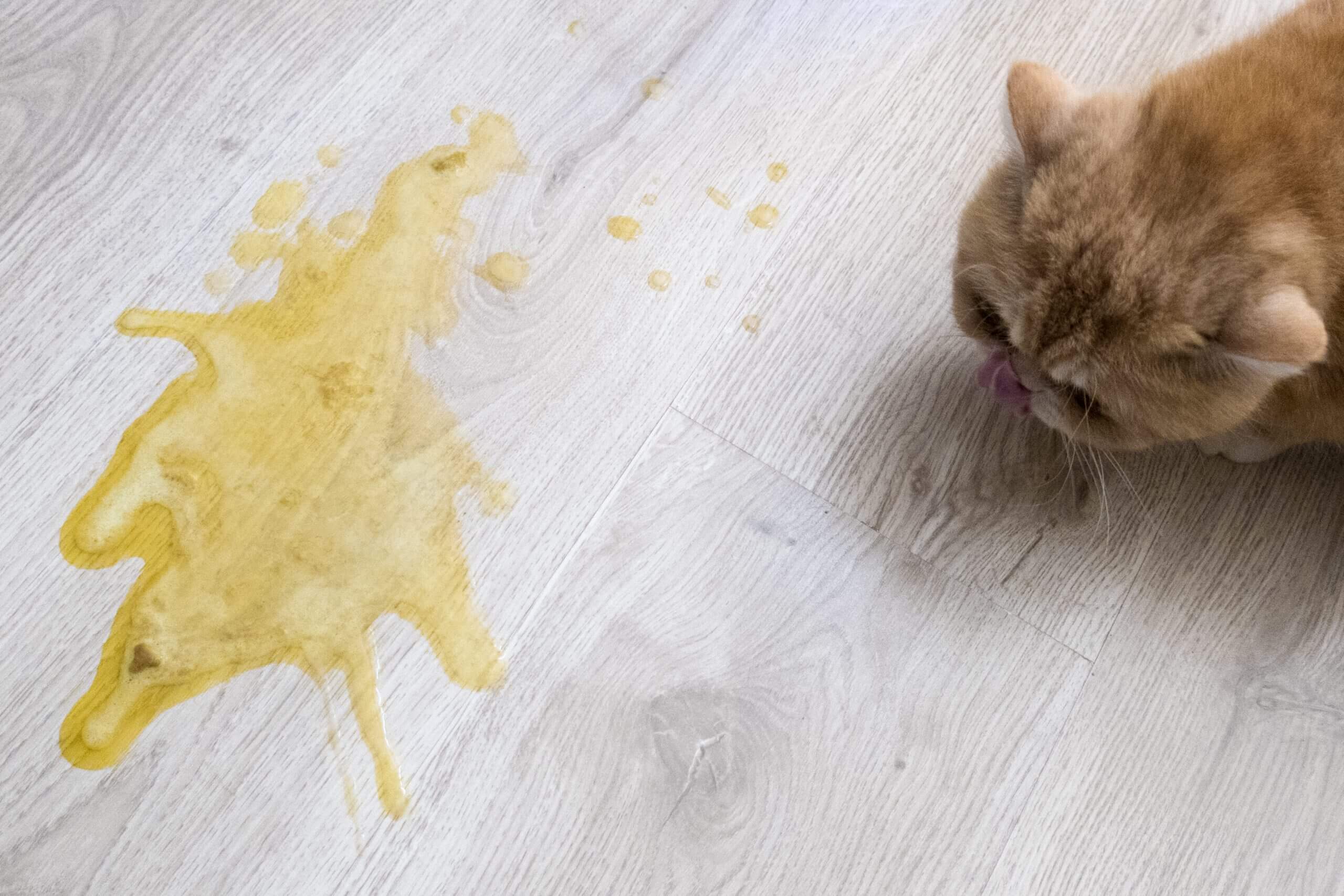 cara mengatasi kucing yang muntah kuning