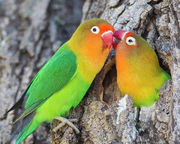 Masa Reproduksi Lovebird Jantan dan Betina