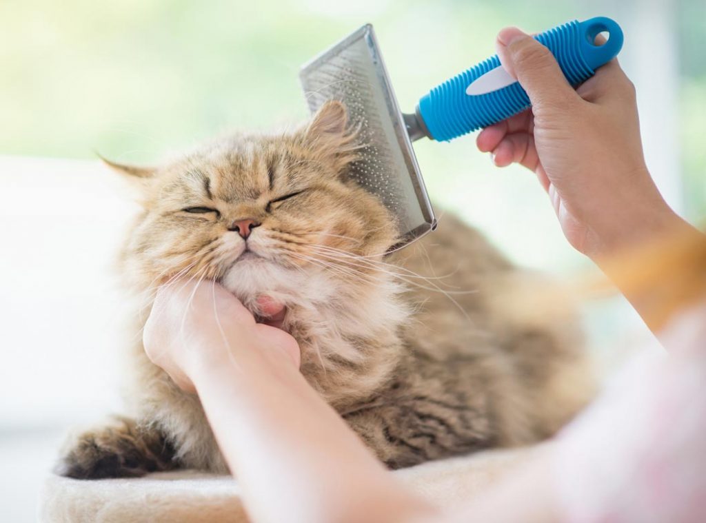 Tips Grooming untuk Membantu Melebatkan Bulu Kucing