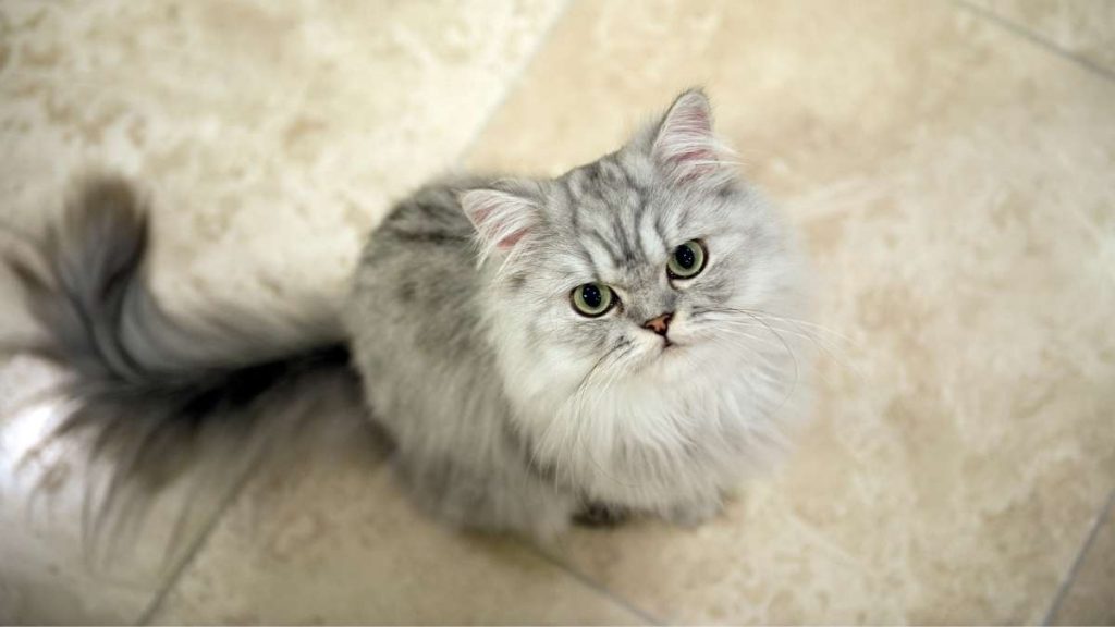 Jenis Makanan yang Harus dihindari Untuk Kucing Persia