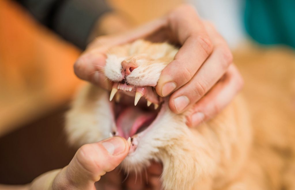 Perawatan Gigi dan Kuku Pada Anak Kucing Persia