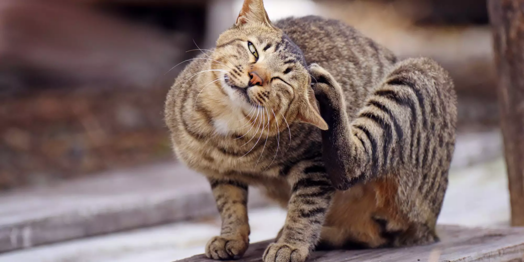 Kucing Tidak Menularkan Scabies pada Manusia