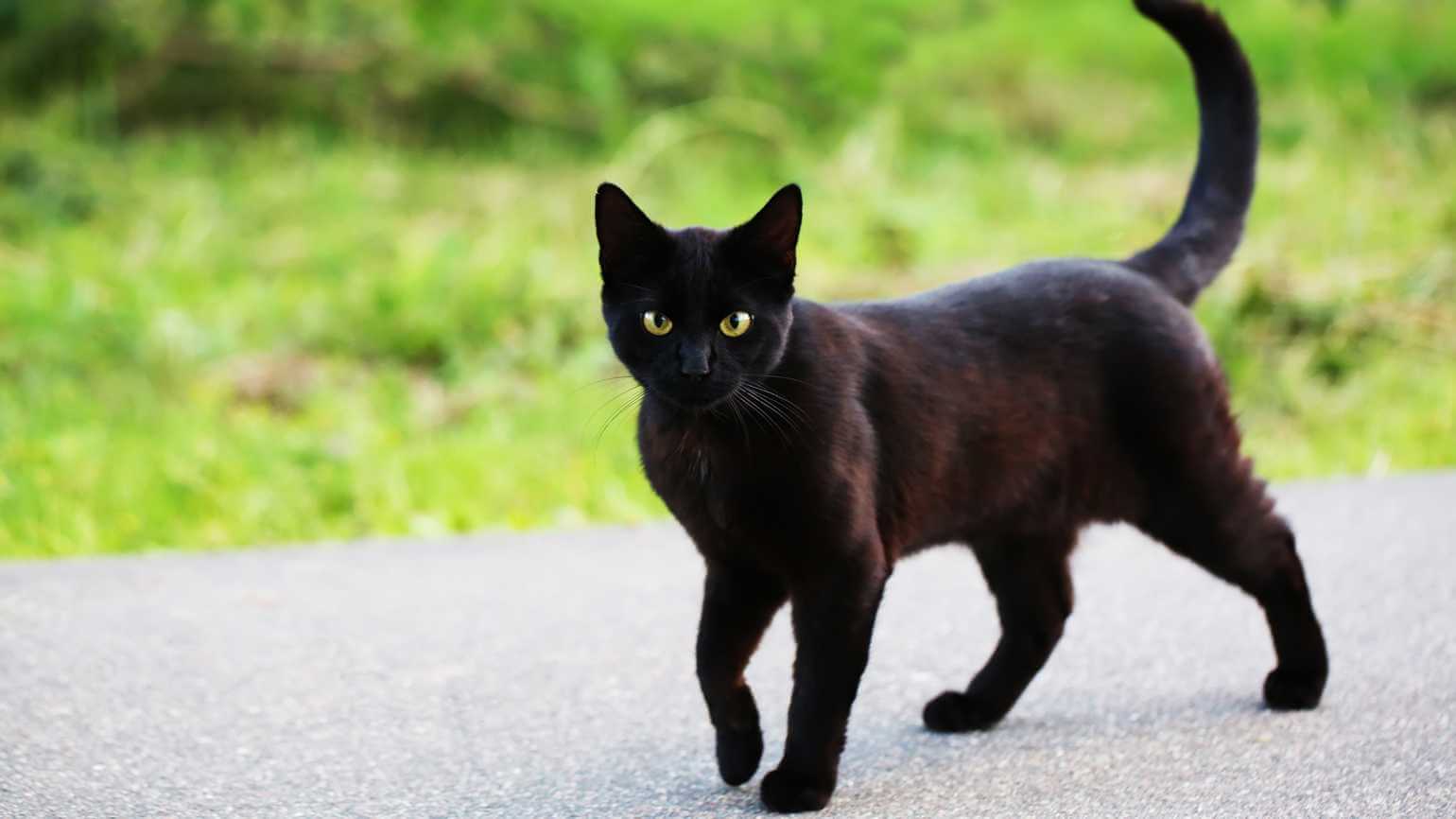 fakta kucing hitam