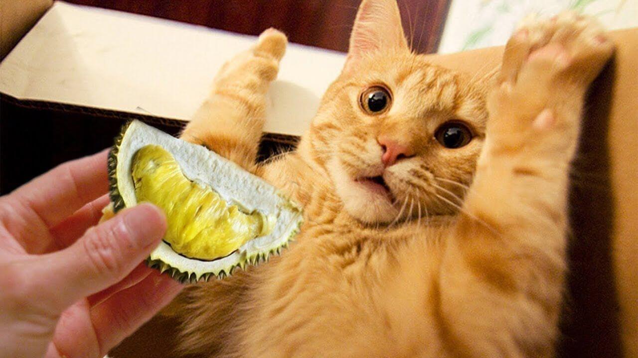 Kucing Tidak Suka Buah Durian