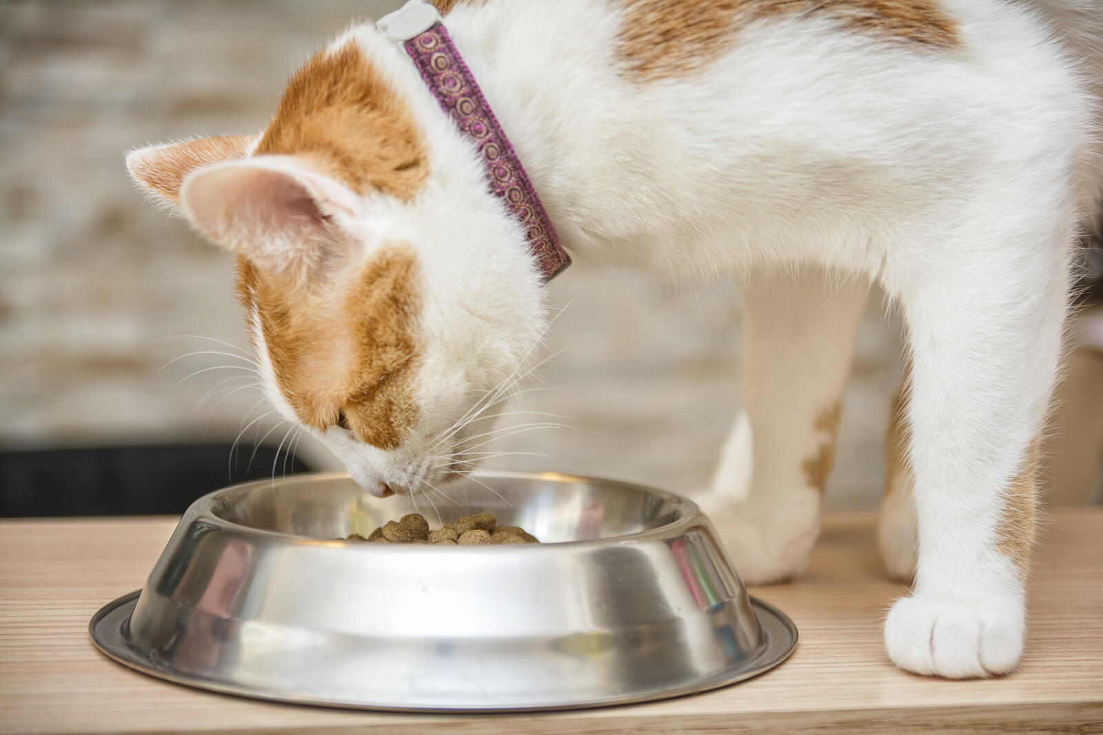 Cara Memilih Makanan Kucing yang Tepat