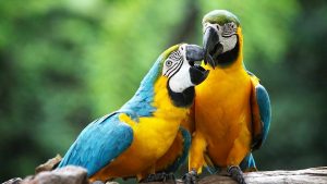 Harga Burung Macaw