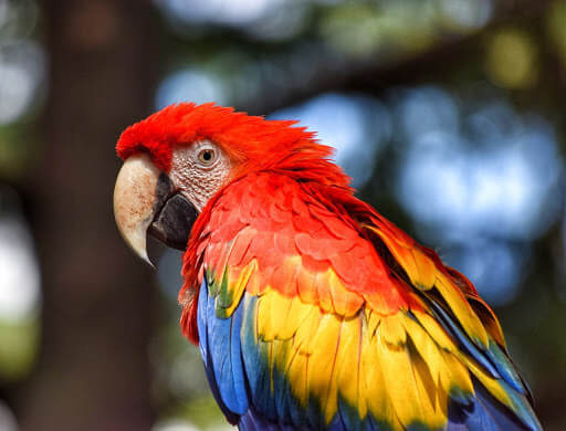 Mengapa Harga Burung Macaw Mahal?