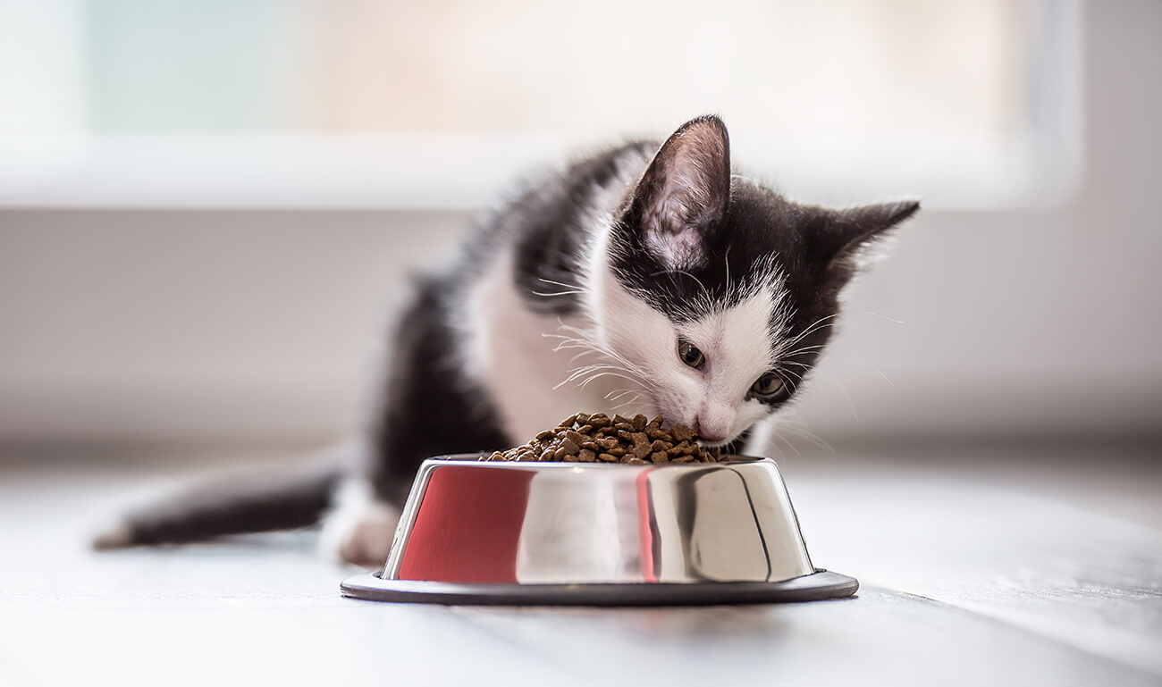 Nutrisi yang Harus Diperhatikan Pada Makanan Kucing