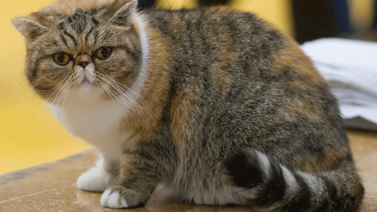 Perawatan Kucing Exotic Shorthair