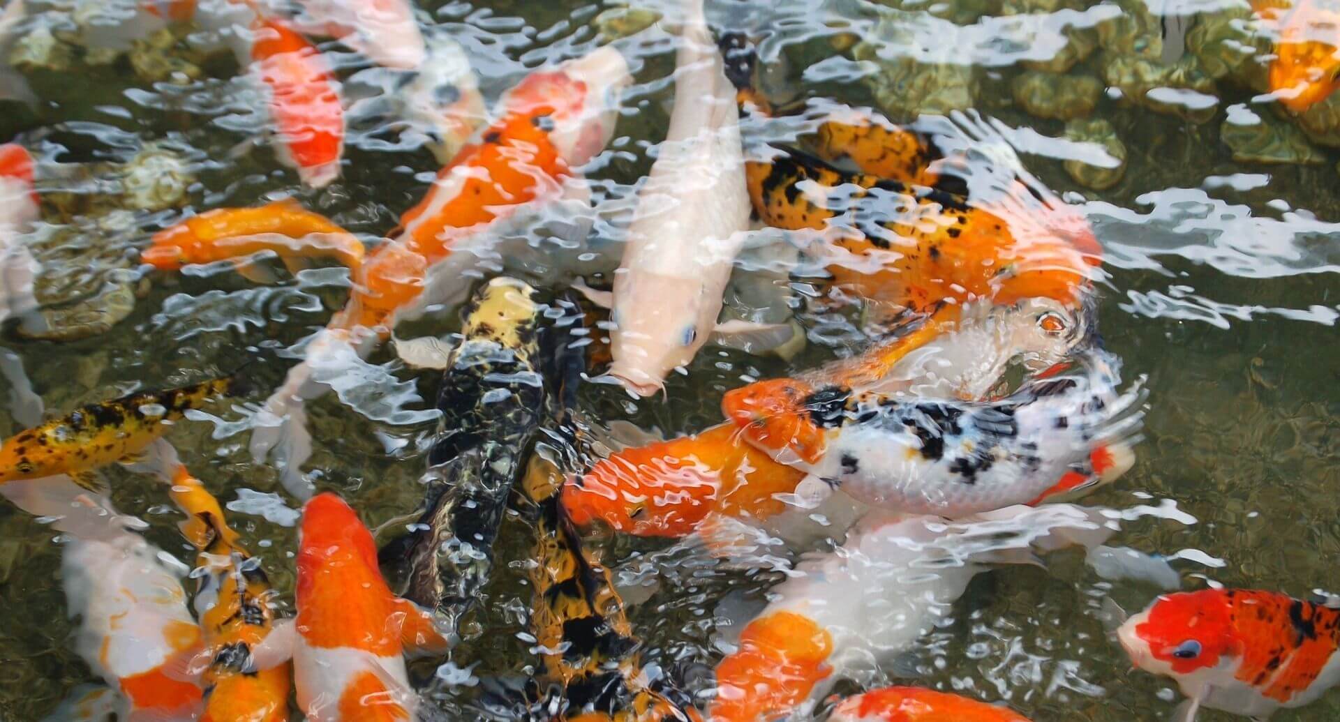Budidaya Ikan Koi di Indonesia