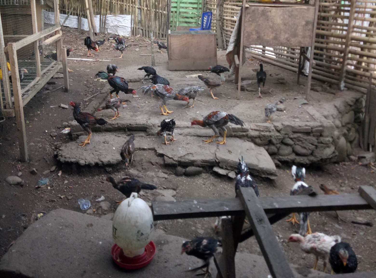 Beternak Ayam Bangkok, Perhatikan Hal Ini