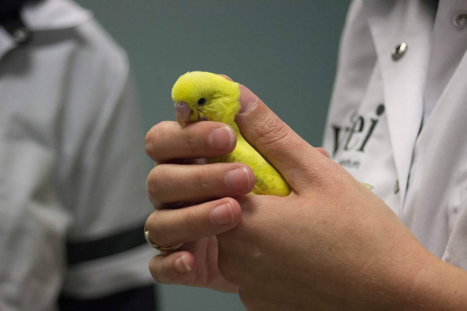 Dokter Hewan Untuk Mengobati Katarak Burung