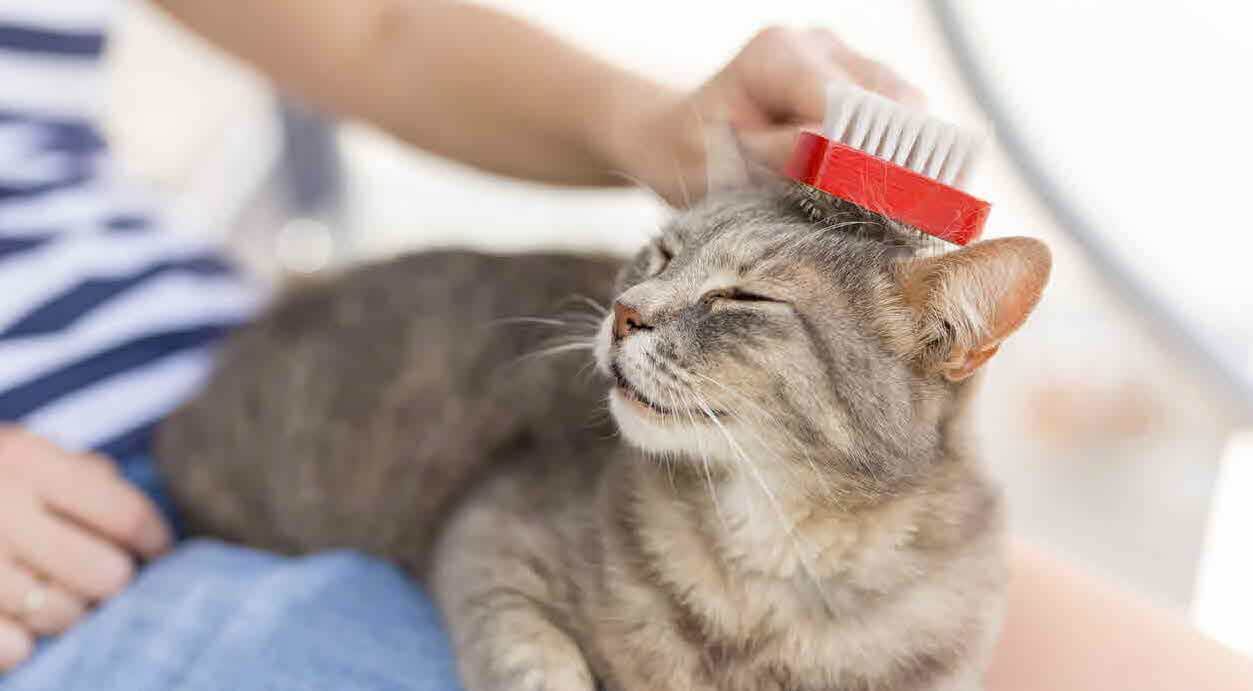 Tips Sederhana Grooming Kucing Sendiri di Rumah