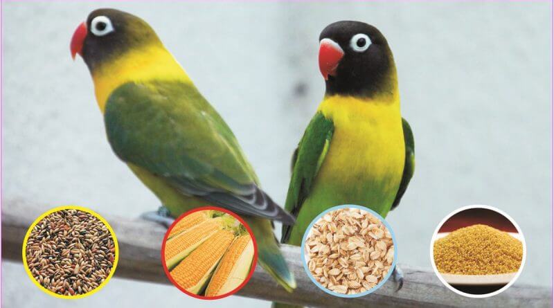 Pengaruh Makanan Burung Lovebird untuk Gacor dan Stamina