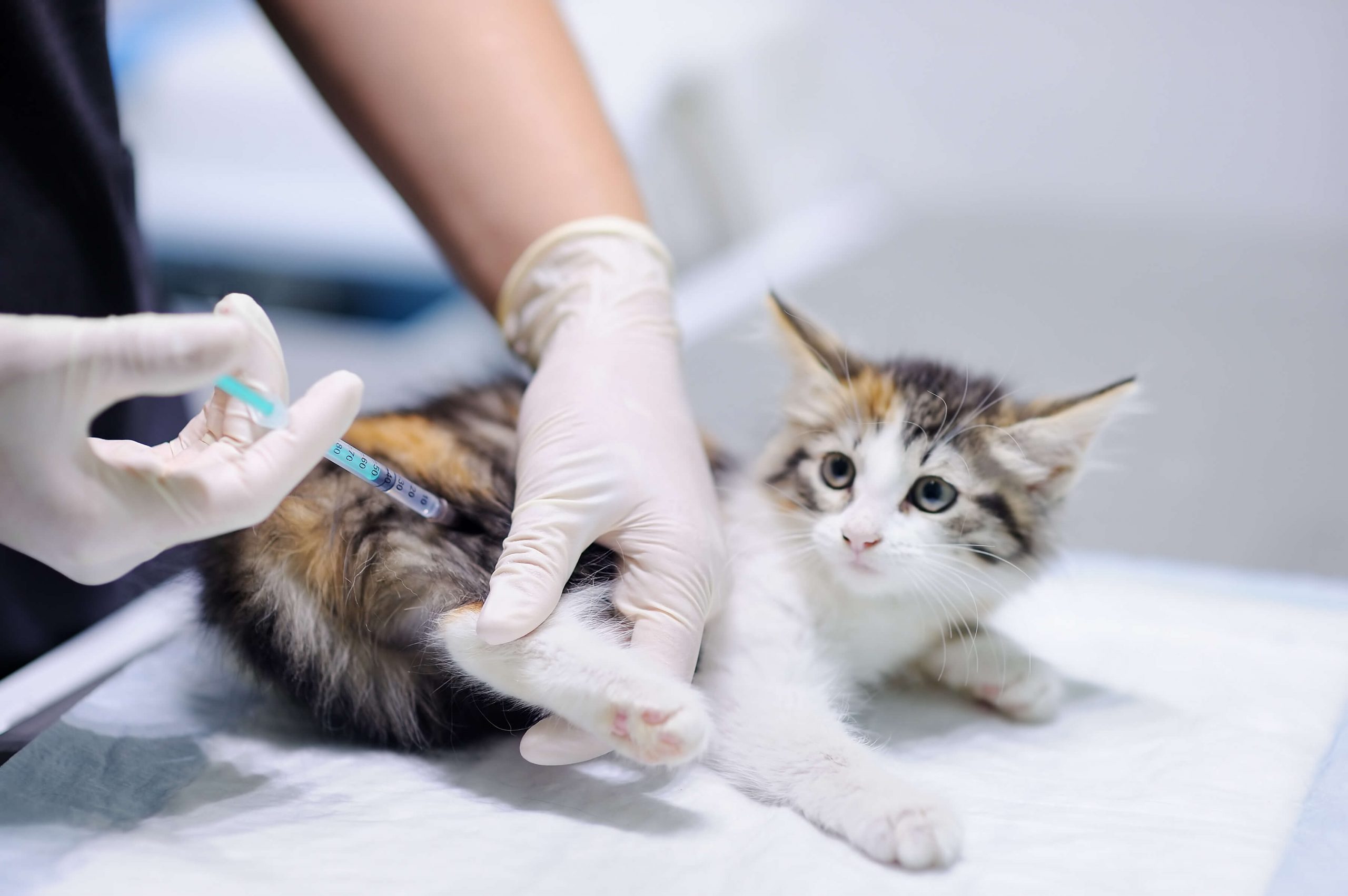 perawatan vaksin untuk kucing tidak boleh dilupakan