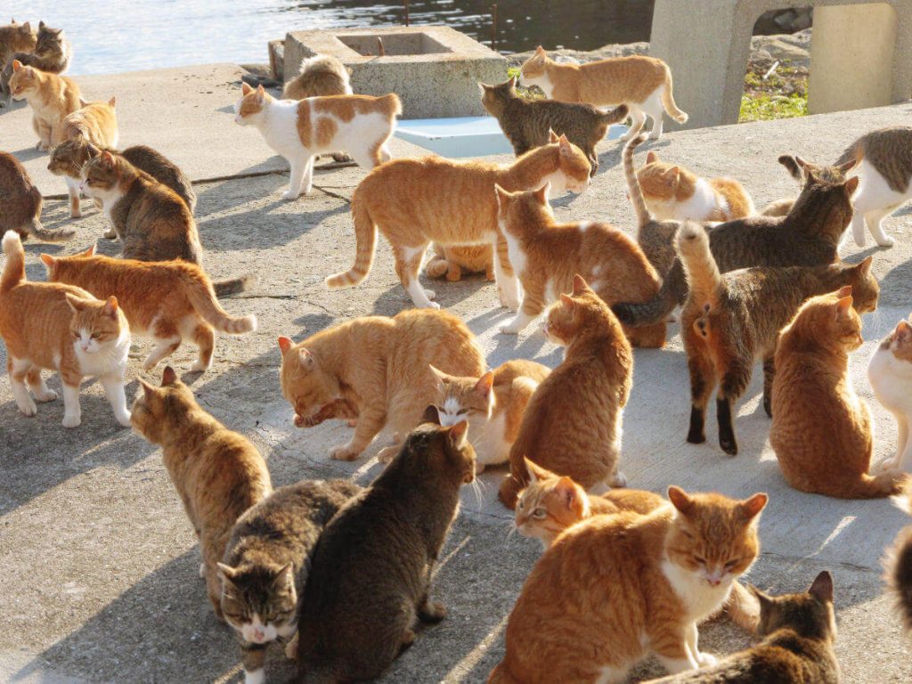 Menerka Populasi Kucing di Indonesia
