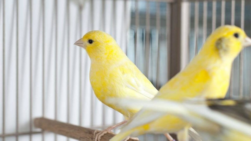 Cara Menurunkan Birahi Burung Kenari