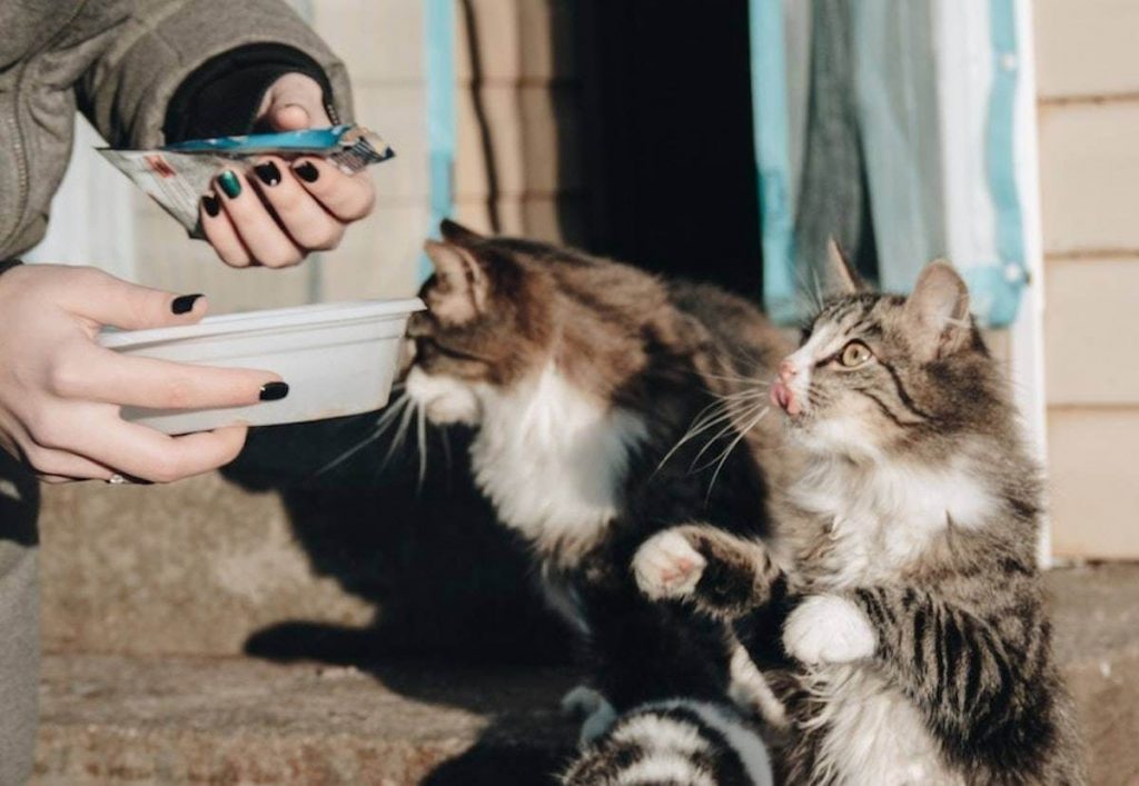 Cara Menyuapi Kucing yang Mogok Makan