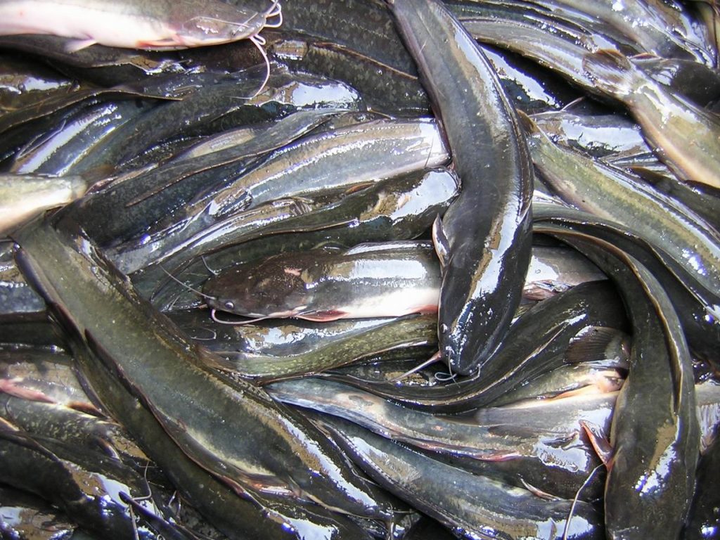 Cara Ternak Ikan Lele Organik
