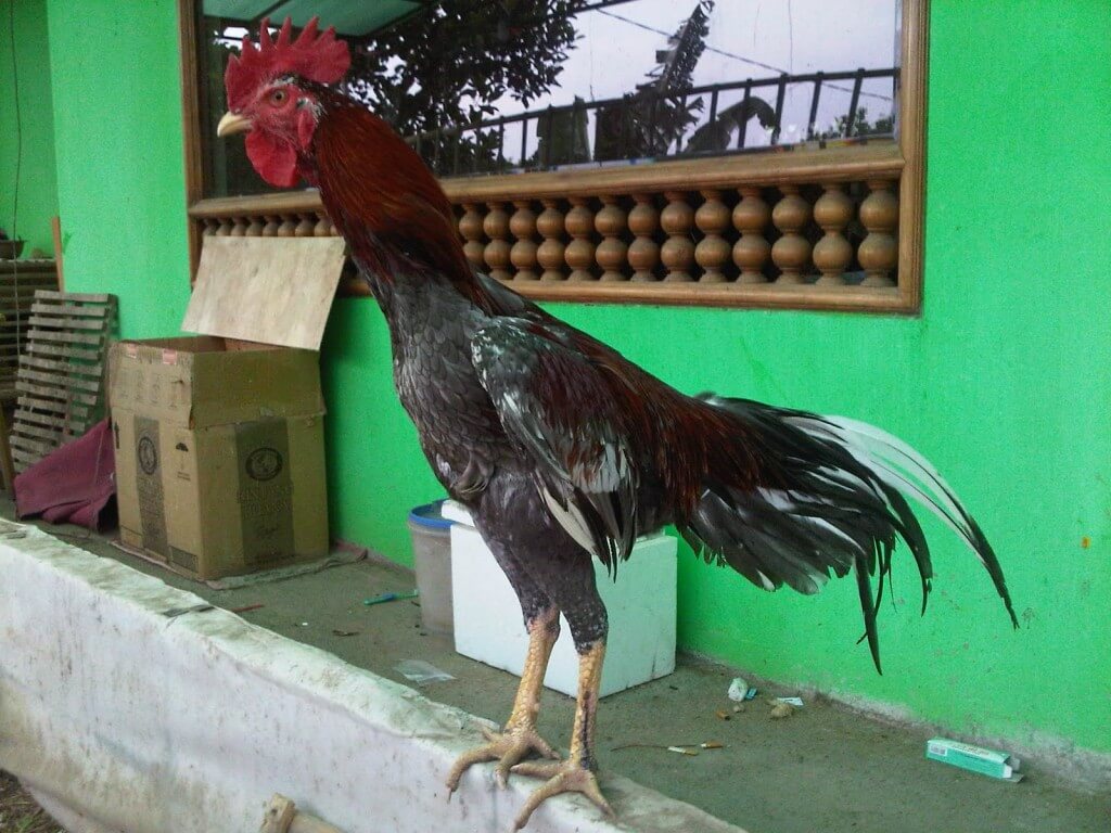 Mengenali Ayam Birma Palsu