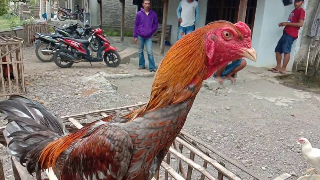Nilai Ekonomis Beternak Ayam Birma