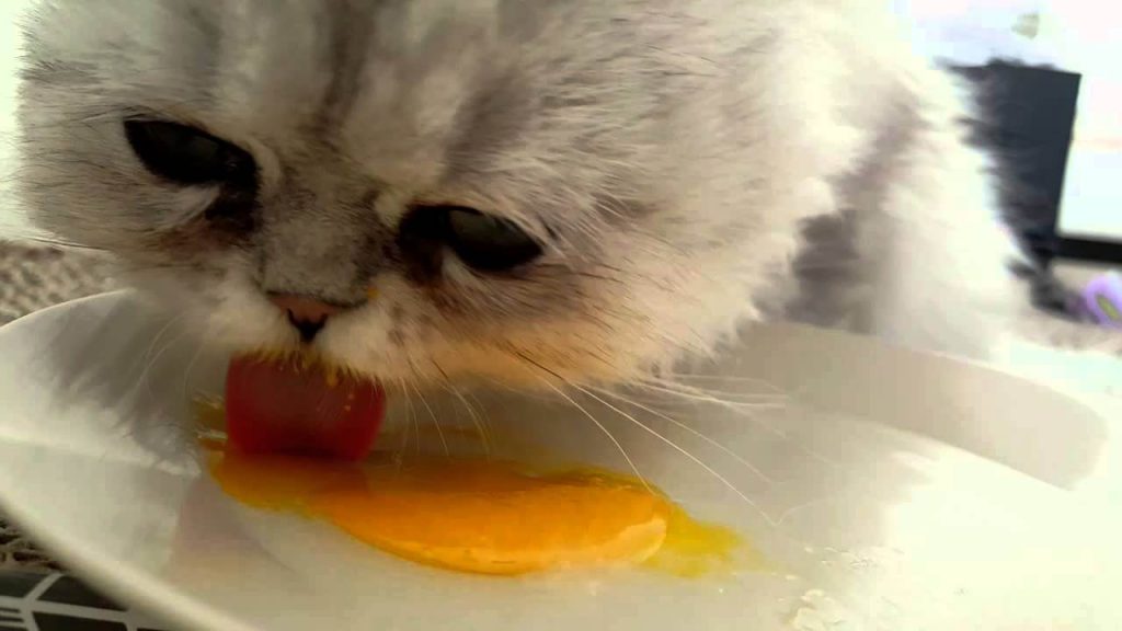 Manfaat Kuning Telur untuk Kucing