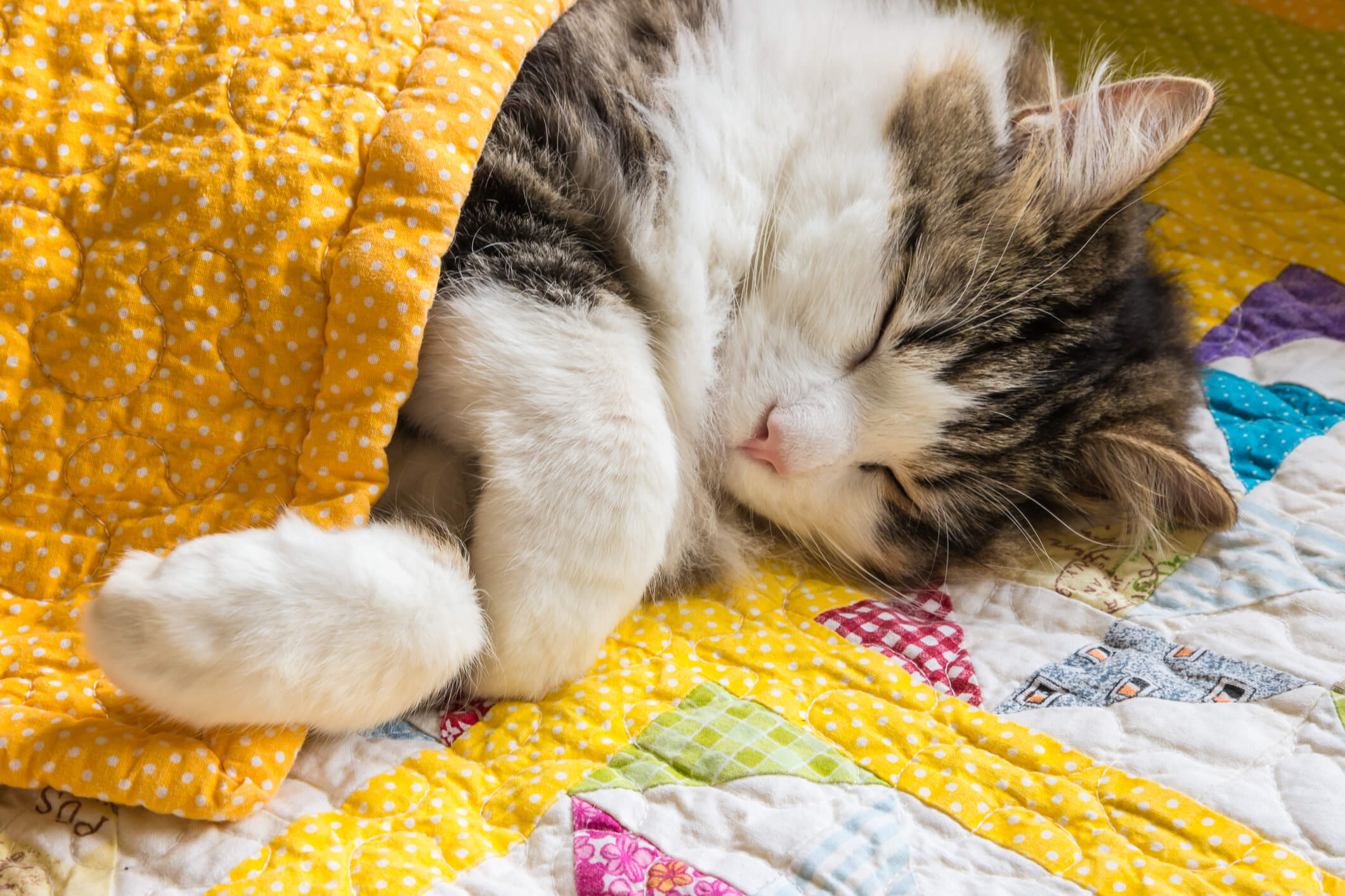 Solusi Saat Kucing Tidur Terus