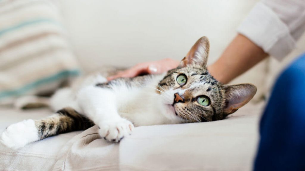 Mengenal Serangan Virus Calici Pada Kucing