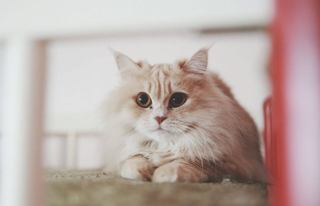 Cara Merawat Kucing Anggora yang Baik dan Benar