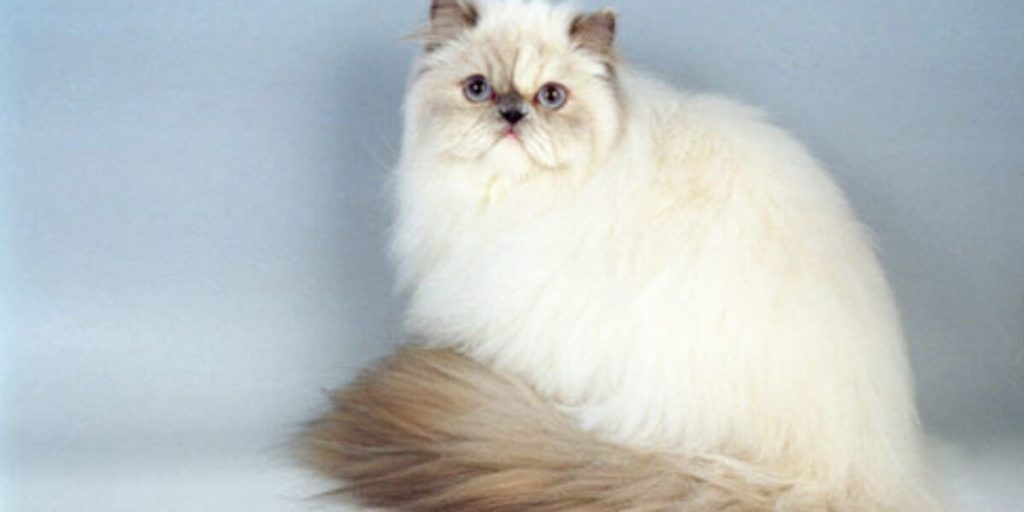 Perawatan Kucing Persia Himalaya